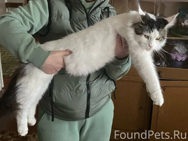 Пропал кот в районе второй шко...