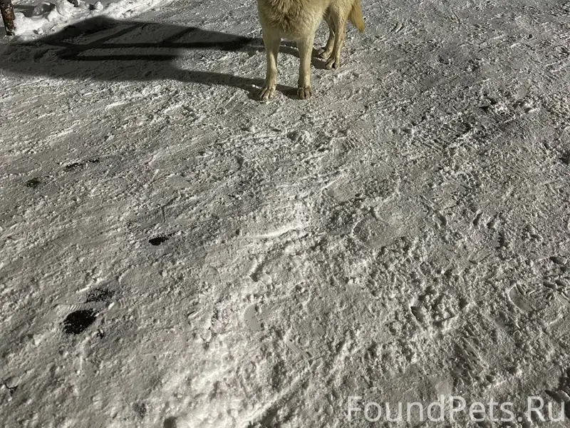 ‼🙏🙏📢📢📢📢 ПОТЕРЯШКА!!!! пожалуйс...