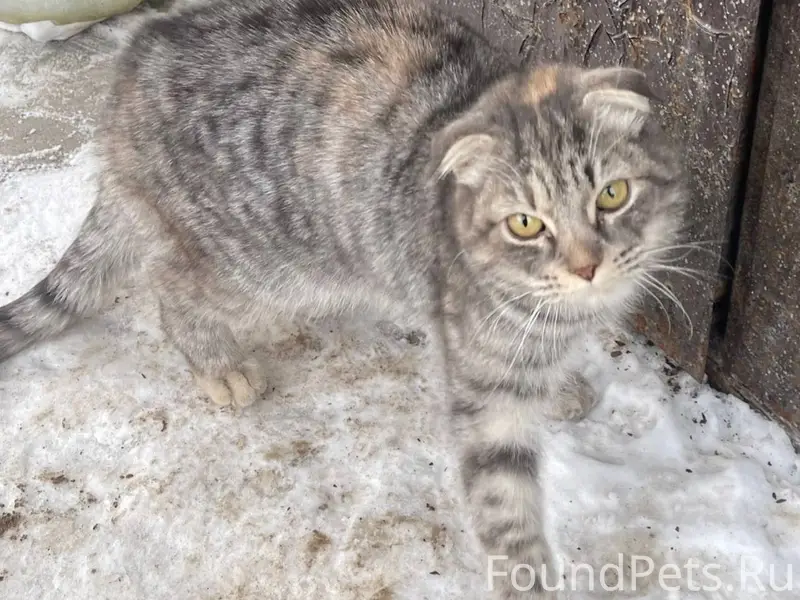 Семенов!!! Приблудилась кошка ...