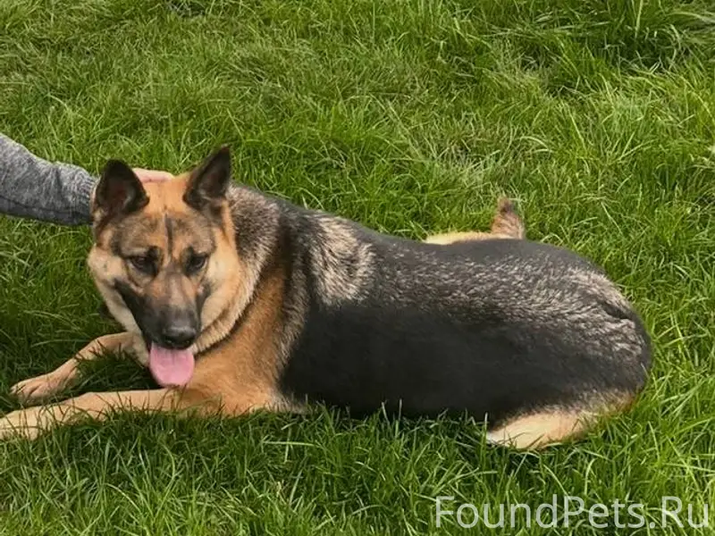 Пропала собака породы немецкая...