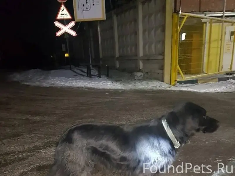 Потеряшка! После ночной атаки ...