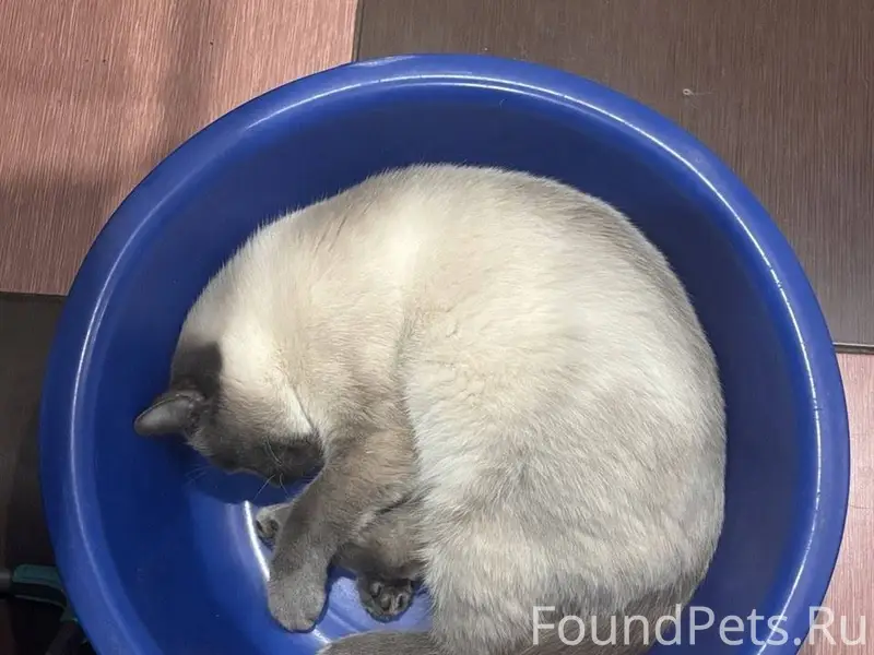 Пропала кошка тайской породы 5...