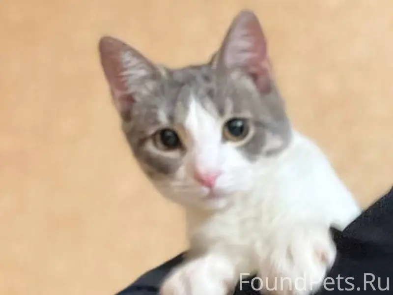 Пропал котёнок!!! Просьба, есл...