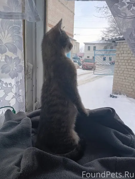 Найдена маленькая кошечка. Оче...