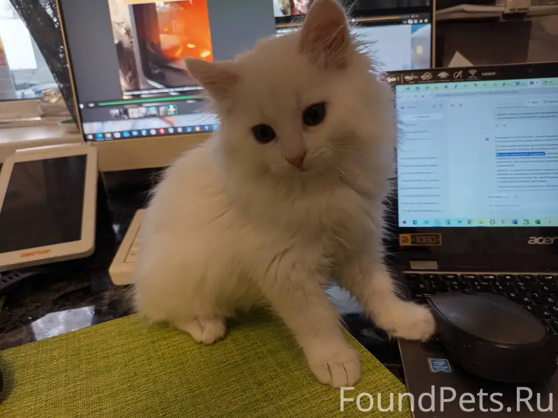 Белый пушистый глухой 3 месячный котик