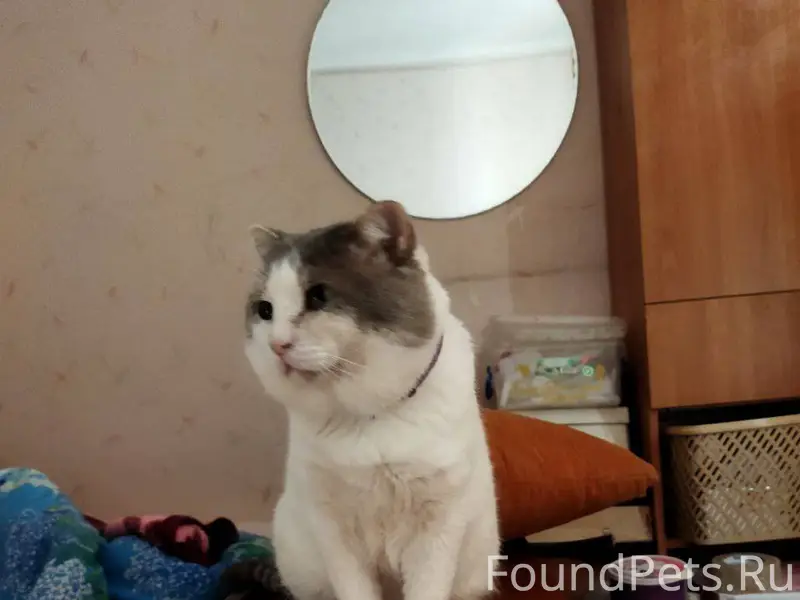 Пропал кот недалеко от Московского ТЦ