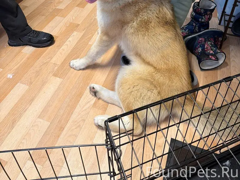 МО, Щелковский район!! 🐾 Нашли...