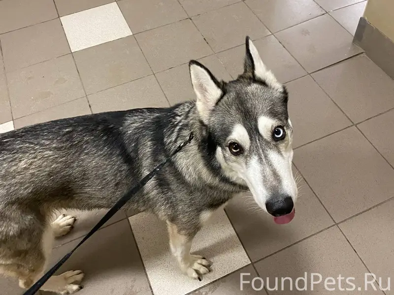 Найдена собака в 3 мкр. Девочк...