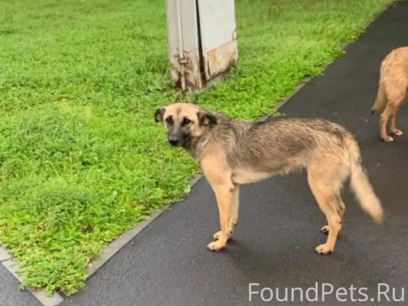 На выходных днях работал отлов...