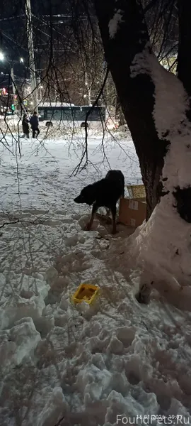 Помогите собаке, сколько дней ...
