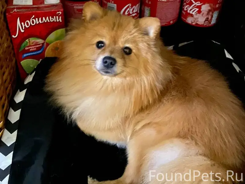 Пропал пес по кличке Фантик. О...