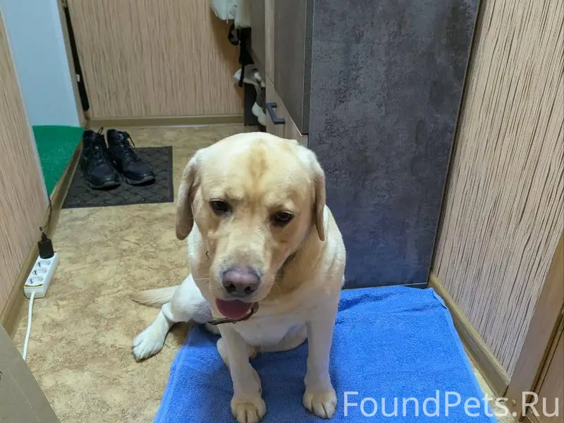 Найден пёс с ошейником в район...