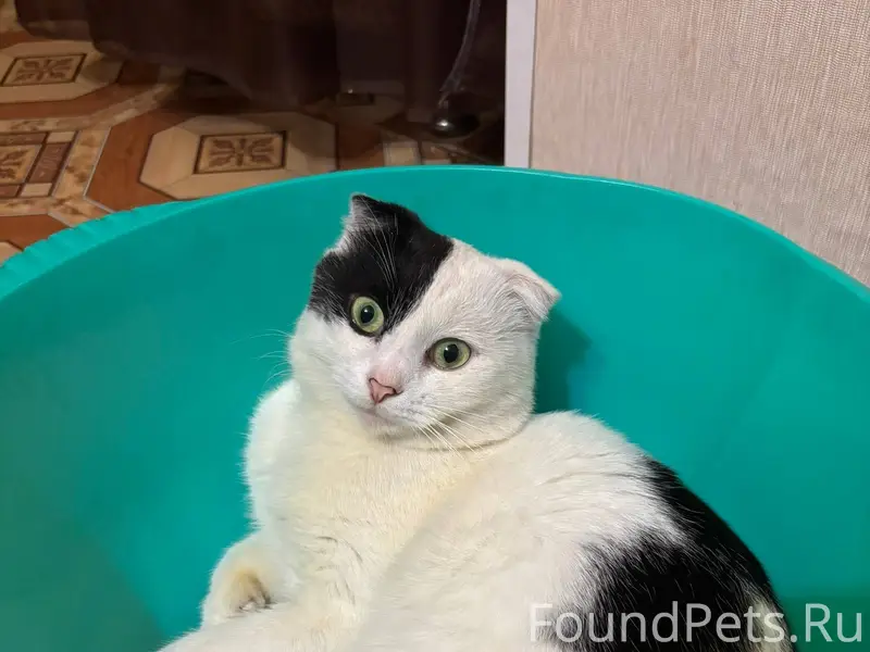 ПРОПАЛ ВИСЛОУХИЙ КОТ! ПОМОГИТЕ...