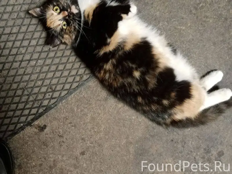 Пропала кошка возраст меньше г...