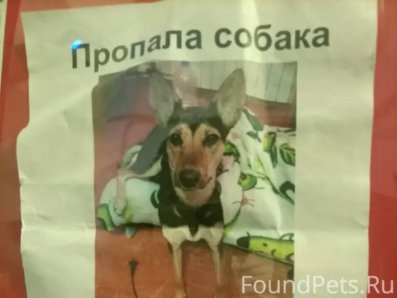 ВНИМАНИЕ потерялась моя собака...