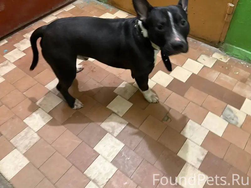 Найдена собака. Телефон для св...