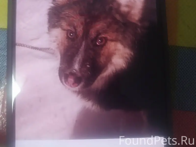 Кто потерял собачку,щенок меся...