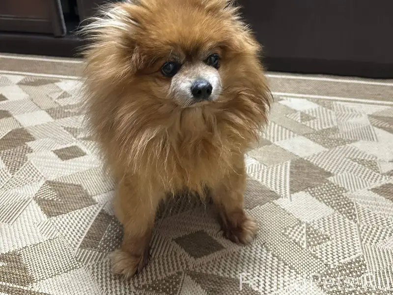 Кто потерял собаку? Район друж...