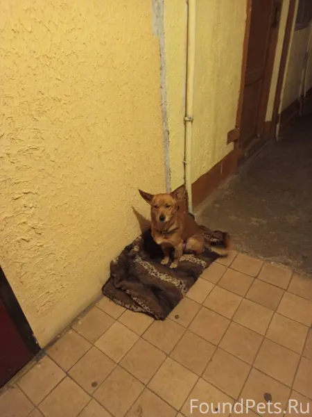 Найдена собака (кобель) Еремен...