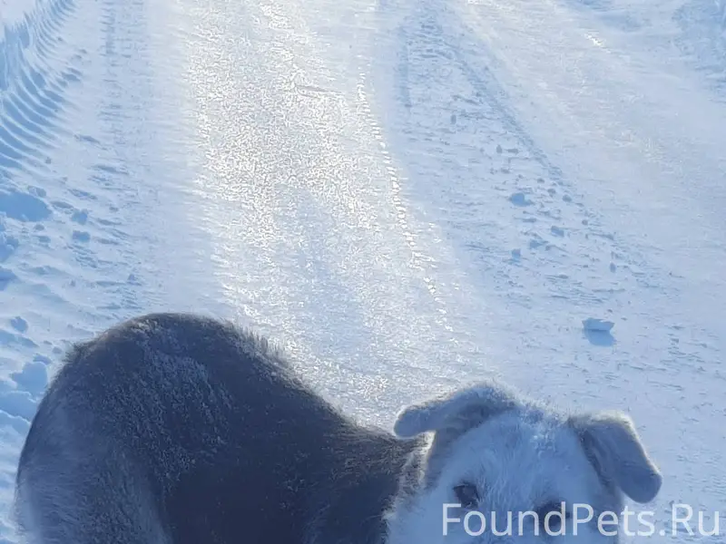 Искитим! 31.12 26 прибилась и....