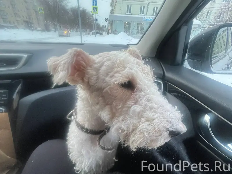 Найдена собака в районе ДК, с....