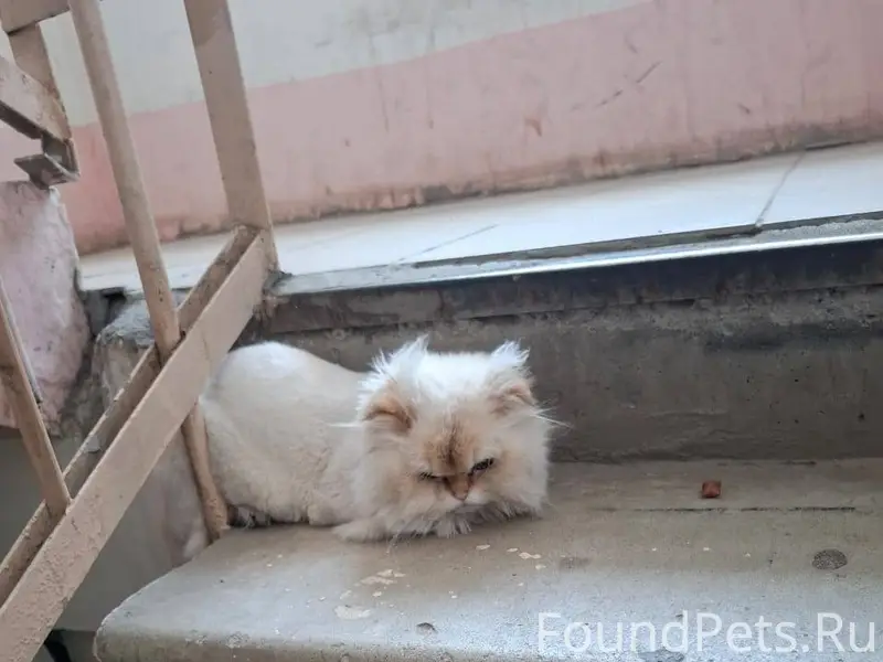Найден кот в подъезде по ул...