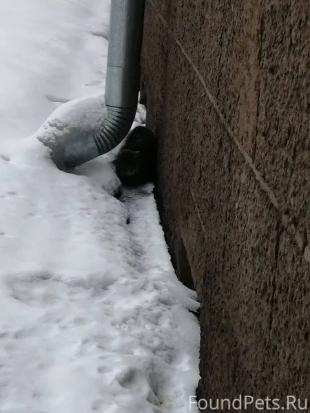 Нашли кота(или кошку). Просиде...