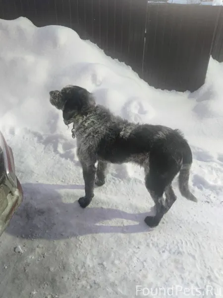 Тобольск. Кто потерял собаку? ...