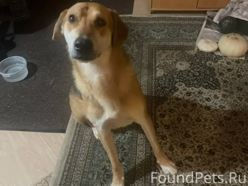 Найдена собака породы Русская ...