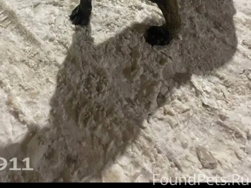 Потерялась собака , сорвалась ...