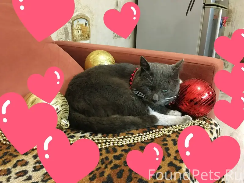 Пропал любимый кот Мурик 🐈‍⬛️❤...