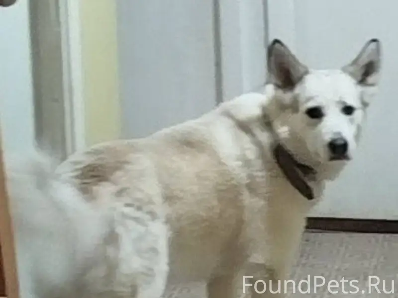 Верхнетуломский. Пропала собак...