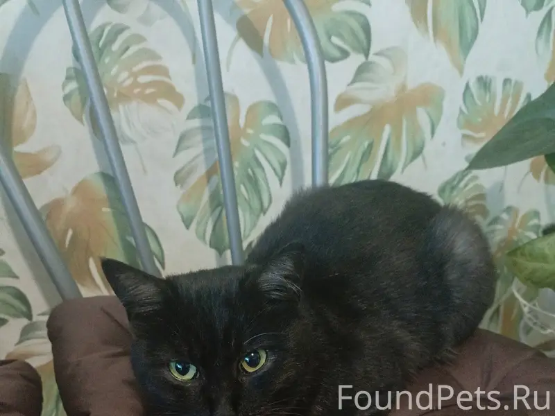 ПРОПАЛ КОТ 🐈‍⬛‼️‼️‼️ Может кто...