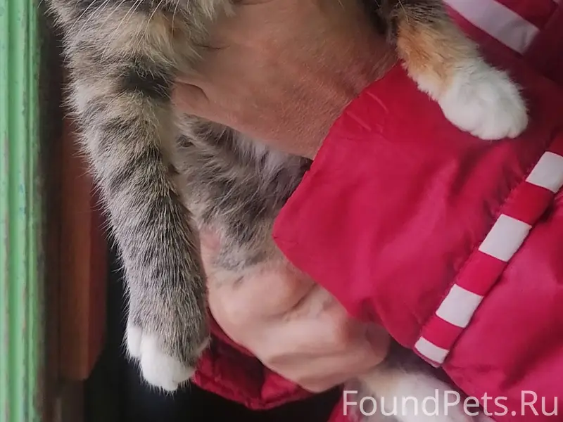 Пропала кошка. Если кто увидит...