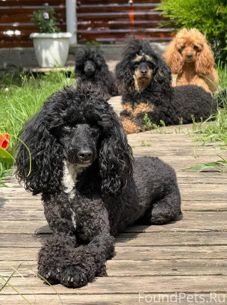 Дорогие подписчики,пропала сег...