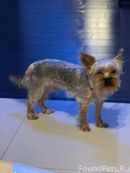 #Калуга Нашелся щенок, на улиц...