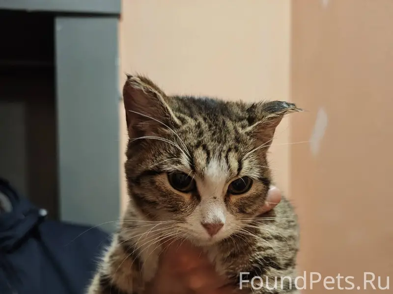 Найдена кошка (ул. Шкатова). О...