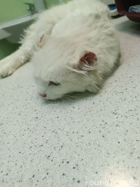 📌Ищем передержку!📌 У художеств...