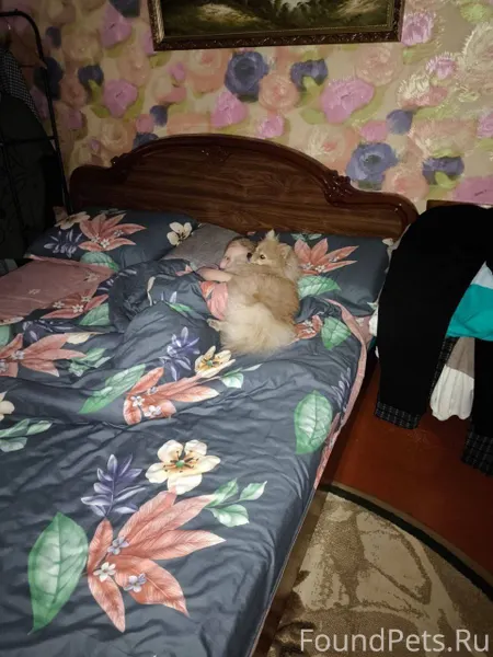 Пропала собака в районе дома Ш...