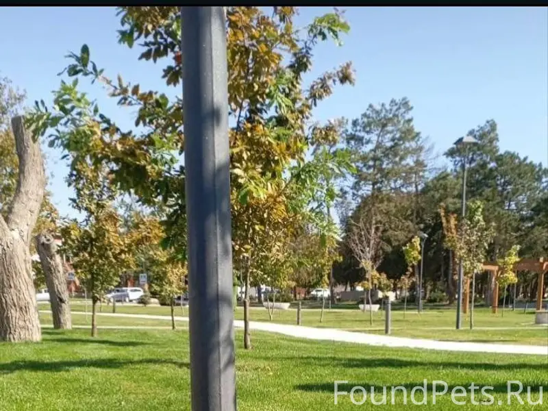 Пропала собака город темрюк но...