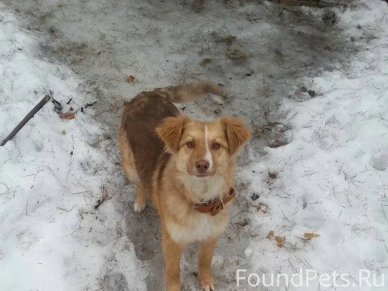 Пропала собака помесь новошотл...
