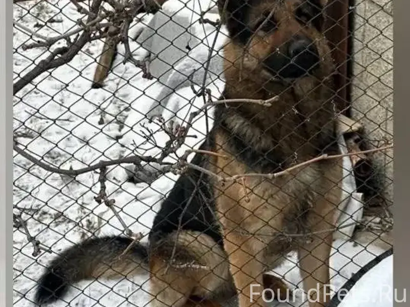 Ищем собаку, которую временно ...