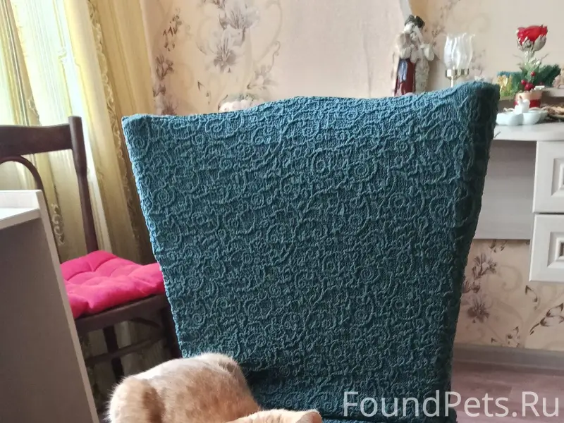 Пропала кошка, кличка Веснушка...