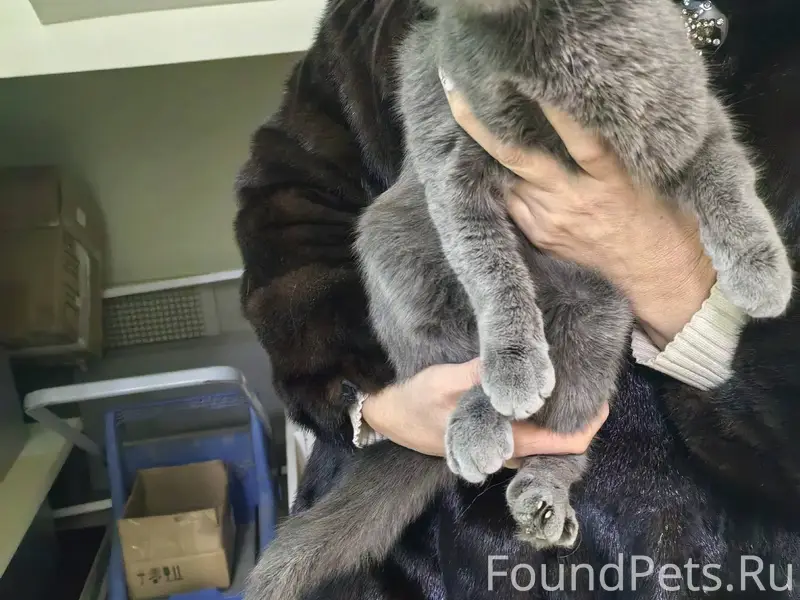 Найдена кошка. Срочно нужно пр...