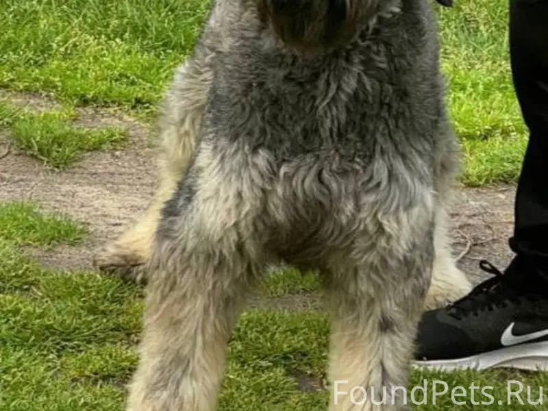 ❗Кобрин. Пропала собака 🐕 Поро...