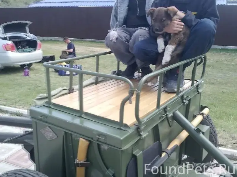 Потерялась собака щенок 7 меся...