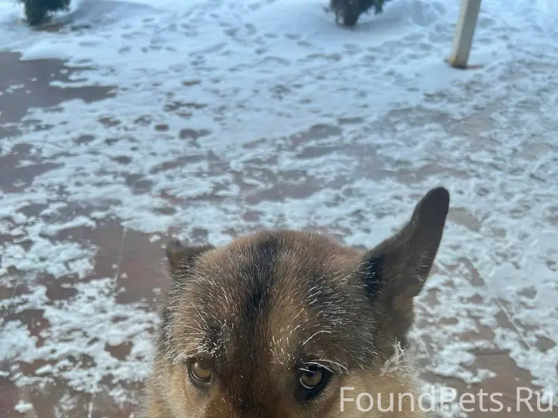 Ребят, вчера убежала моя собак...