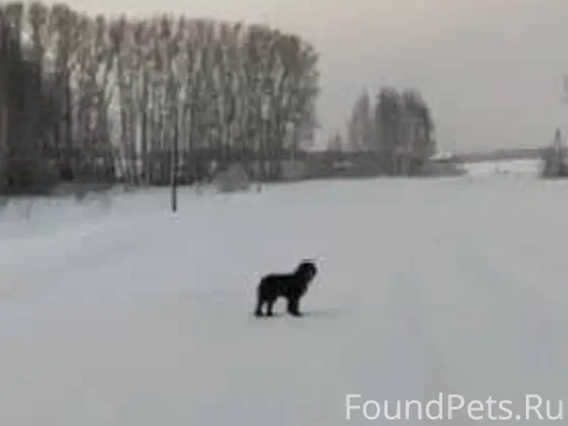 Помогите собаке!!! Потерялась!...