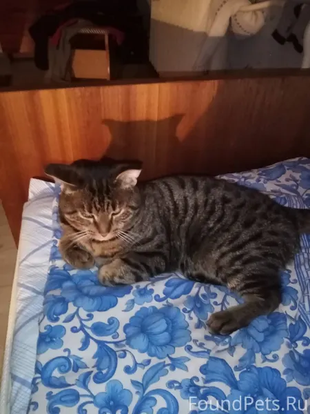 Пропал любимый кот по имени Ва...