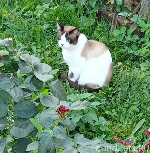 Пропал кот, на шее зелёный оше...